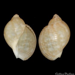 Tonnidae - Tonna pennata (Mörch, 1853)