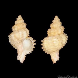 Coralliophilidae - Hirtomurex squamosus (Bivona & Bernardi, 1838)