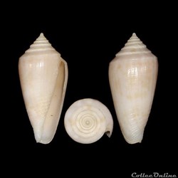 Austroconus clarus (E.A. Smith, 1881)