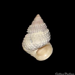 Littorinidae - Cenchritis muricatus (Linné, 1758)