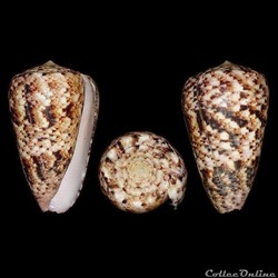 Puncticulis zeylanicus (Gmelin, 1791)