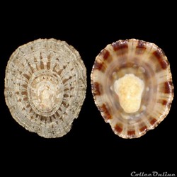 Patellidae - Patella rustica (Linné, 1758)