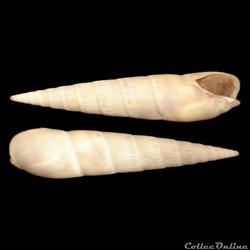 Terebridae - Impages cinerea (Born, 1778)