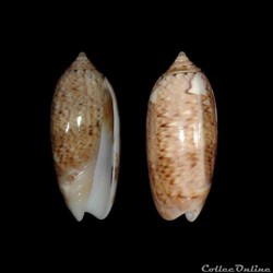 Olividae - Oliva flammulata dolicha (Locard, 1897)
