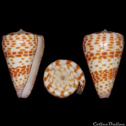 Tesselliconus tessulatus (Born, 1778)