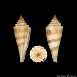 Fusiconus (Bathyconus) orbignyi (Audouin, 1831)