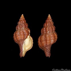 Fasciolariidae - Polygona angulata (Röding, 1798)
