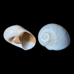 Naticidae - Neverita josephinia (Risso, 1826)