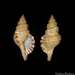 Cymatiidae - Monoplex parthenopeus (Salis Marschlins, 1793)