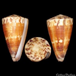 Strategoconus (Vituliconus) vitulinus (Hwass in Bruguière, 1792)