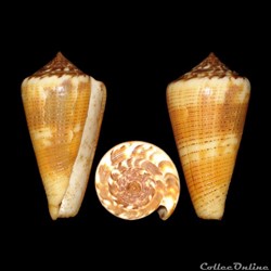 Pionoconus circae (Sowerby II, 1858)