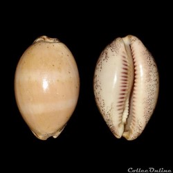 Cypraeidae - Luria cinerea (Gmelin, 1791)