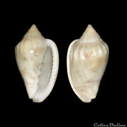 Marginellidae - Glabella denticulata (Link, 1807)