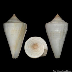 Dauciconus (Dauciconus) finkli (Petuch, 1987)