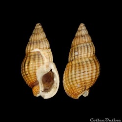 Nassariidae - Tritia reticulata (Linné, 1758)