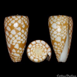 Eugeniconus nobilis (Linné, 1758)