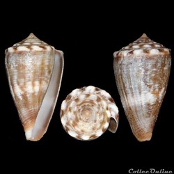 Conidae - Monteiroconus mus (Hwass in Bruguière, 1792)