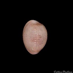 Triviidae - Niveria suffusa (Gray, 1827)