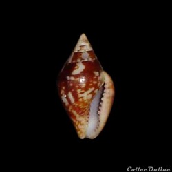 Columbellidae - Columbella rustica (Linné, 1758)