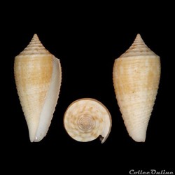 Phasmoconus (Phasmoconus) asiaticus (da Motta, 1985)