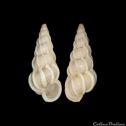 Epitoniidae - Gyroscala commutata (Monterosato, 1877)