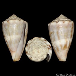 Conidae - Monteiroconus mus (Hwass in Bruguière, 1792)