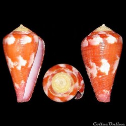 Rhizoconus pertusus pertusus (Hwass in Bruguière, 1792)