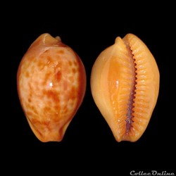 Cypraeidae - Propustularia surinamensis (Perry, 1811)
