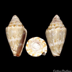 Lautoconus (Lautoconus) ventricosus (Gmelin, 1791)