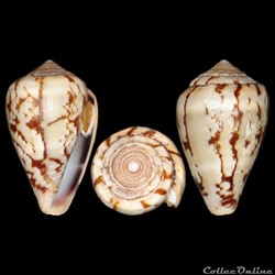 Conidae - Lautoconus (Varioconus) xicoi (Röckel, 1987)