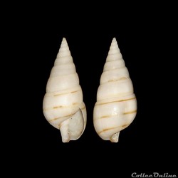 Pyramidellidae - Pyramidella dolabrata (Linné, 1758)