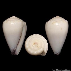 Harmoniconus nanus (Sowerby II, 1833)