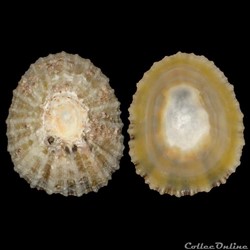Patellidae - Patella vulgata (Linné, 1758)