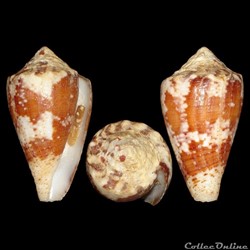 Conidae - Stephanoconus regius (Gmelin, 1791)