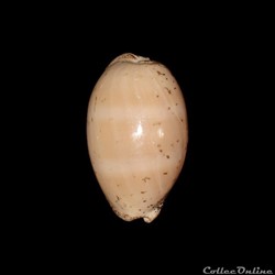 Cypraeidae - Luria cinerea (Gmelin, 1791)