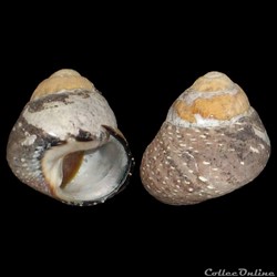 Trochidae - Phorcus punctulatus (Lamarck, 1822)