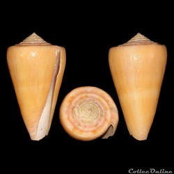 Dauciconus (Dauciconus) daucus (Hwass in Bruguière, 1792)