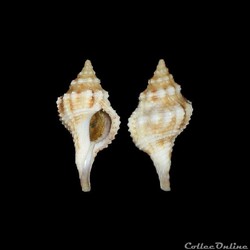 Buccinidae - Afer afer (Gmelin, 1791)
