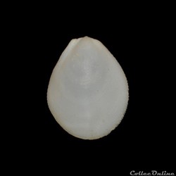 Limidae - Ctenoides scaber (Born, 1778)