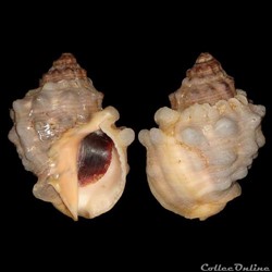 Muricidae - Thaisella callifera (Lamarck, 1822)