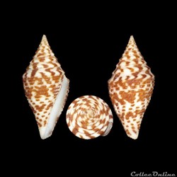 Turriconus (Turriconus) andremenezi (Olivera & Biggs, 2010)