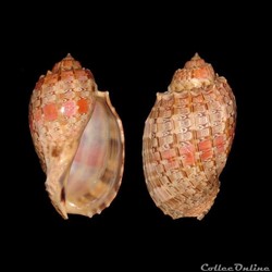 Harpidae - Harpa doris (Röding, 1798)