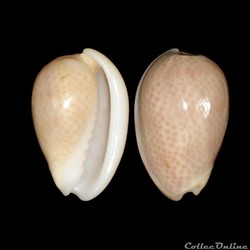 Cystiscidae - Persicula persicula (Linné, 1758)