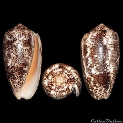 Pionoconus stercusmuscarum (Linné, 1758)