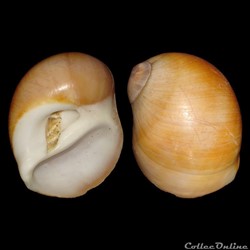 Naticidae - Polinices hepaticus (Röding, 1798)