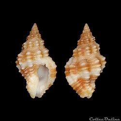 Pisaniidae - Engina lauta (Reeve, 1846)