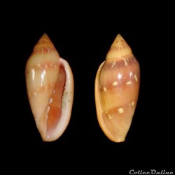 Marginellidae - Marginella desjardini (Marche-Marchad, 1957)