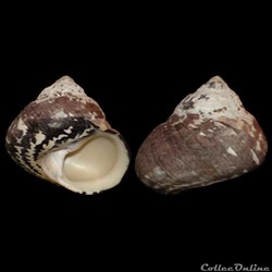 Tegulidae - Cittarium pica (Linné, 1758)