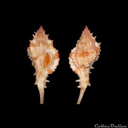 Muricidae - Siratus consuela (Verrill, 1950)
