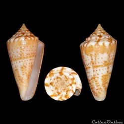 Dauciconus (Dauciconus) lemniscatus lemniscatus (Reeve, 1849)